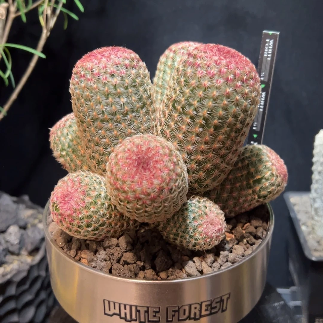 A25群生多头红太阳带盆土