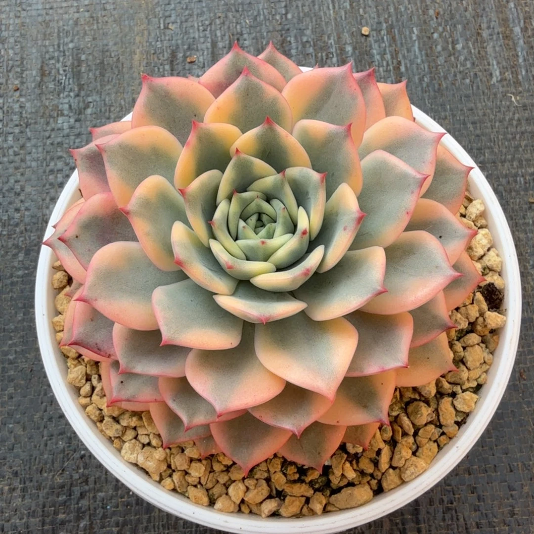 粉艾丽卡锦锦上园艺一物一拍