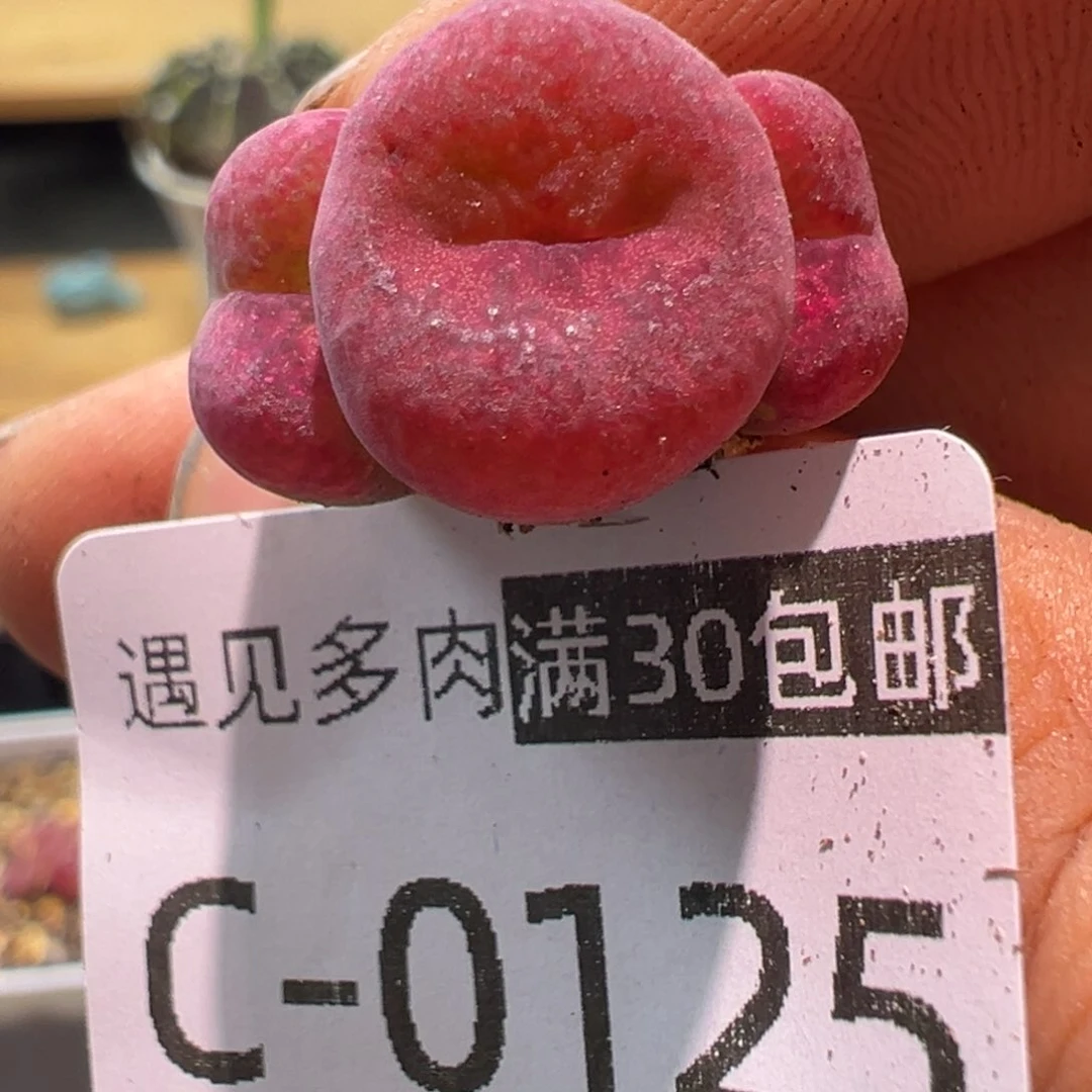 多肉植物111111111111