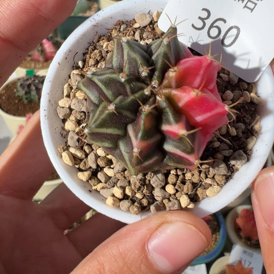 360 好看的米哈冲冲冲