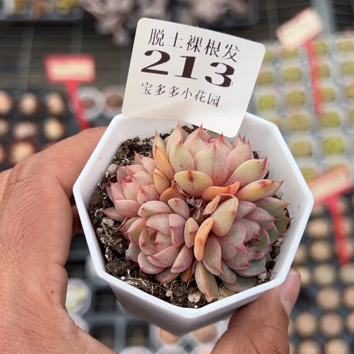 南****、苯巴蒂斯量拍多肉满20包邮