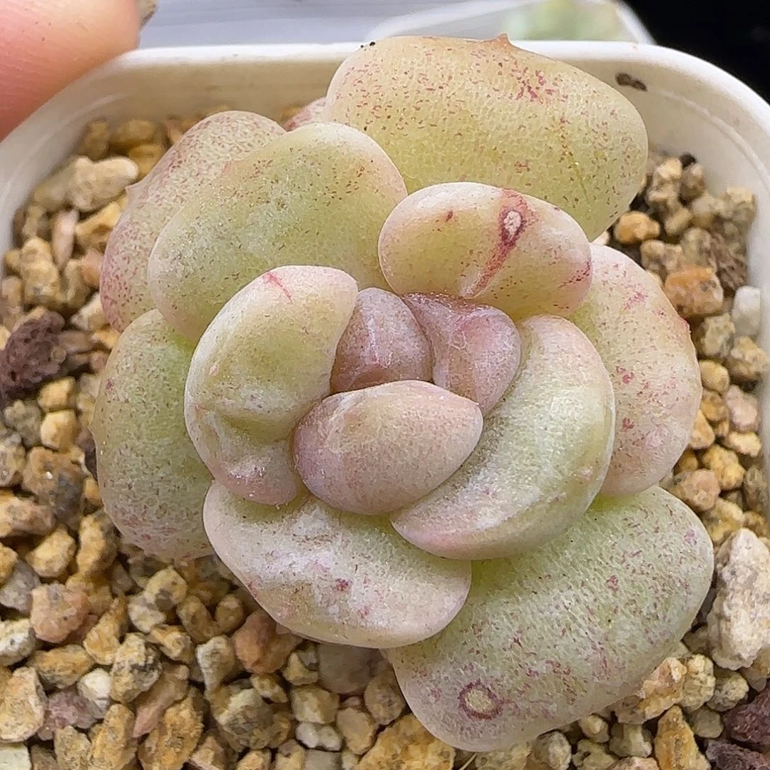 295石化糖心脱土发