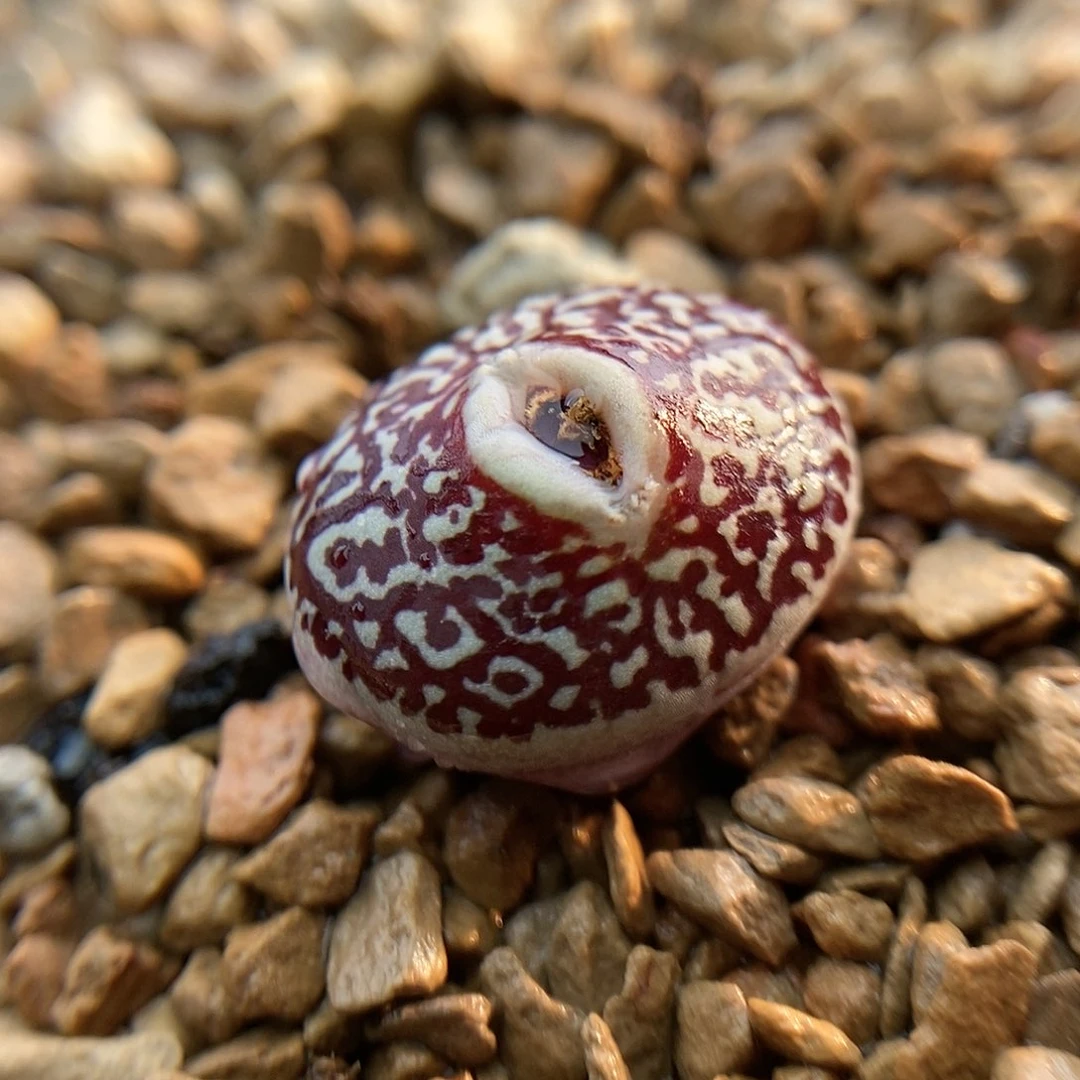 714墨墨小锥一颗优选母本分头包邮