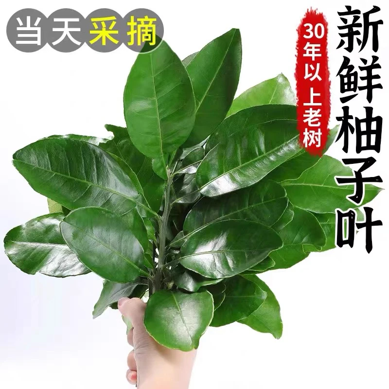 新鲜去晦气柚子叶碌柚叶带枝老树祈福乔迁沐浴出狱洗澡开运中高考