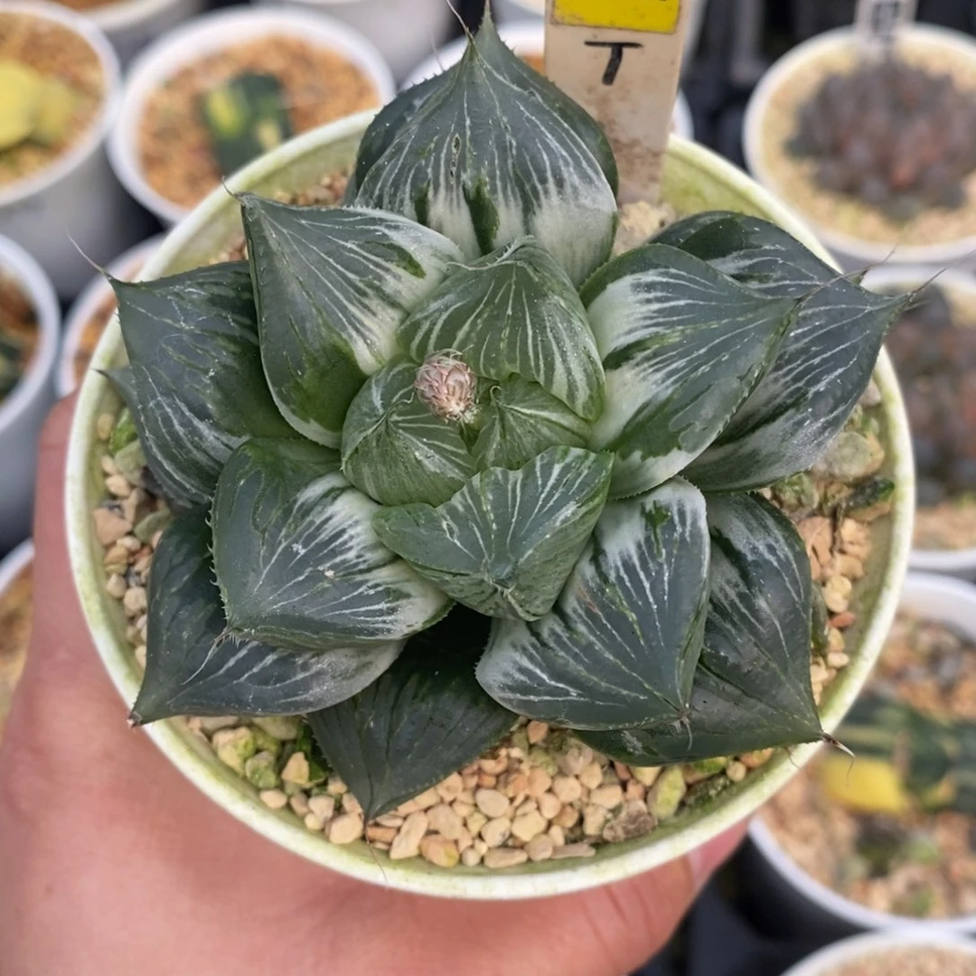 那****407三仙寿十二卷多肉植物