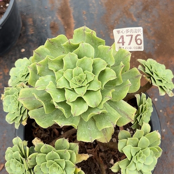 476萤火虫掌心多肉法师锦不包侧枝断枝