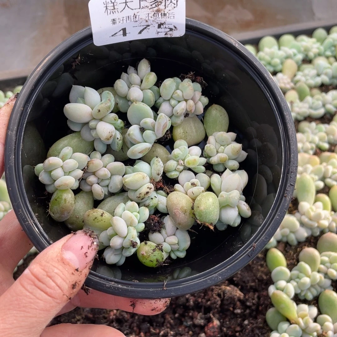 糕大上多肉植物475
