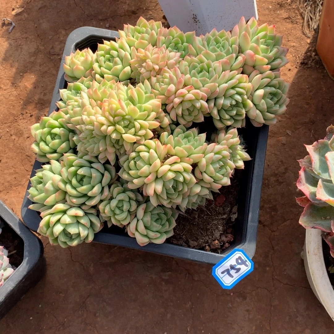 754麦秆 一物一拍多肉