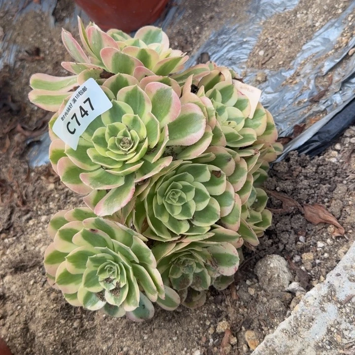 747玉姿。多肉植物