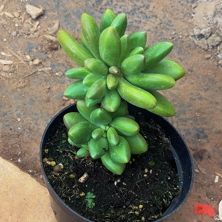 冰*芒果奶群生多肉