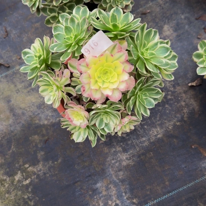 000000000000916海仙