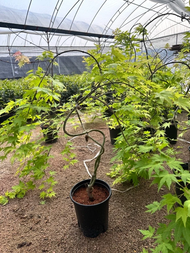 流泉枫，青流泉黄金流泉，客厅茶几禅意，一物一拍