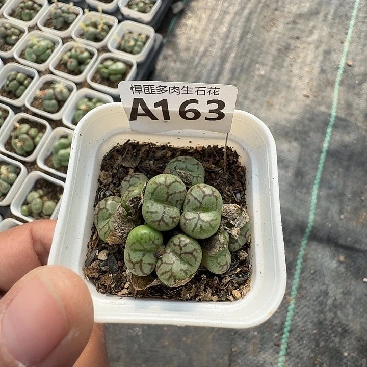 163多肉植物多肉植物