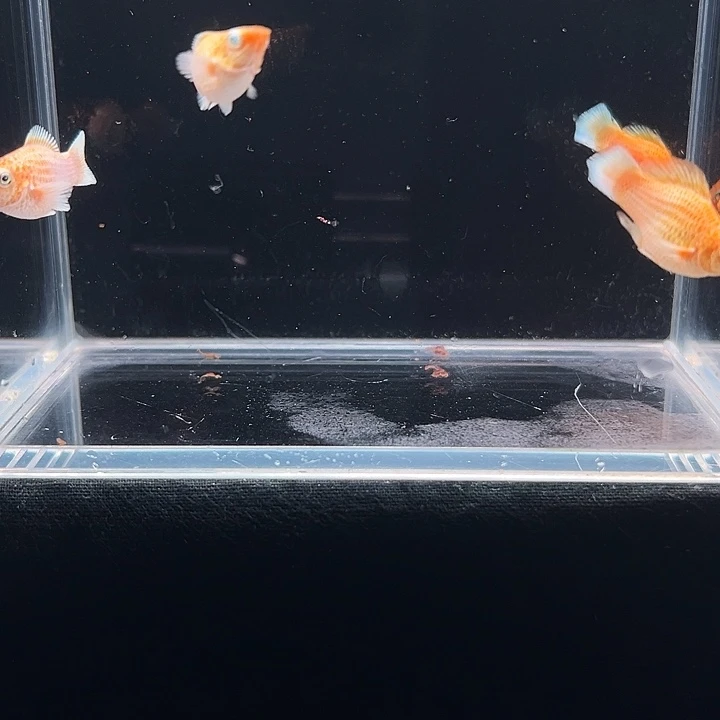 孔雀鱼黄金玛丽皮球