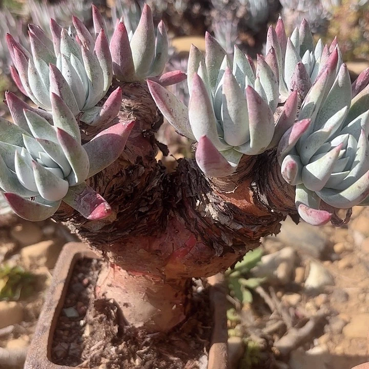 仙女杯多肉植物提取