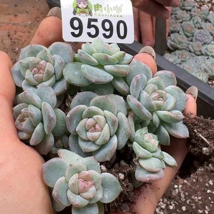 多肉植物多肉植物