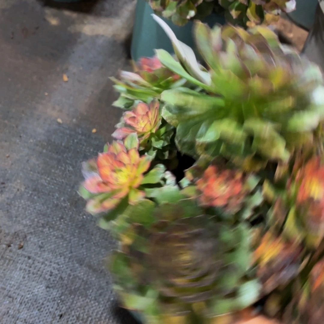 哈哈多肉葡萄福利101