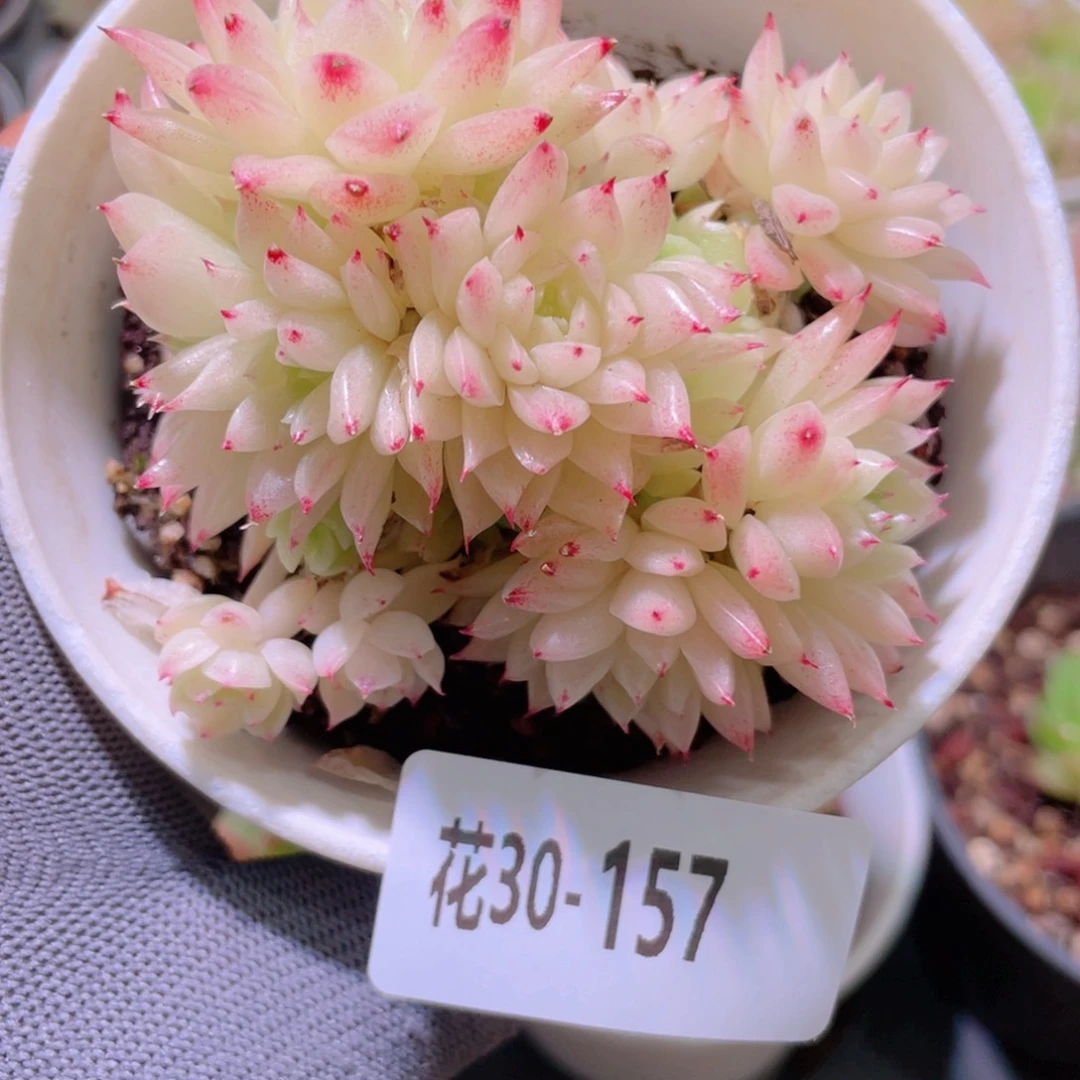 花利美30-157麦秆群
