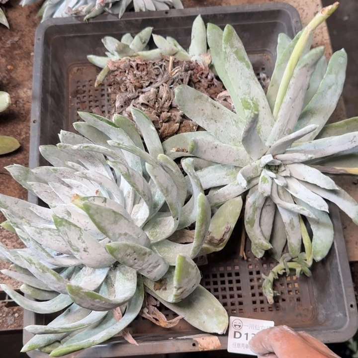 1347瑕疵框拍多肉