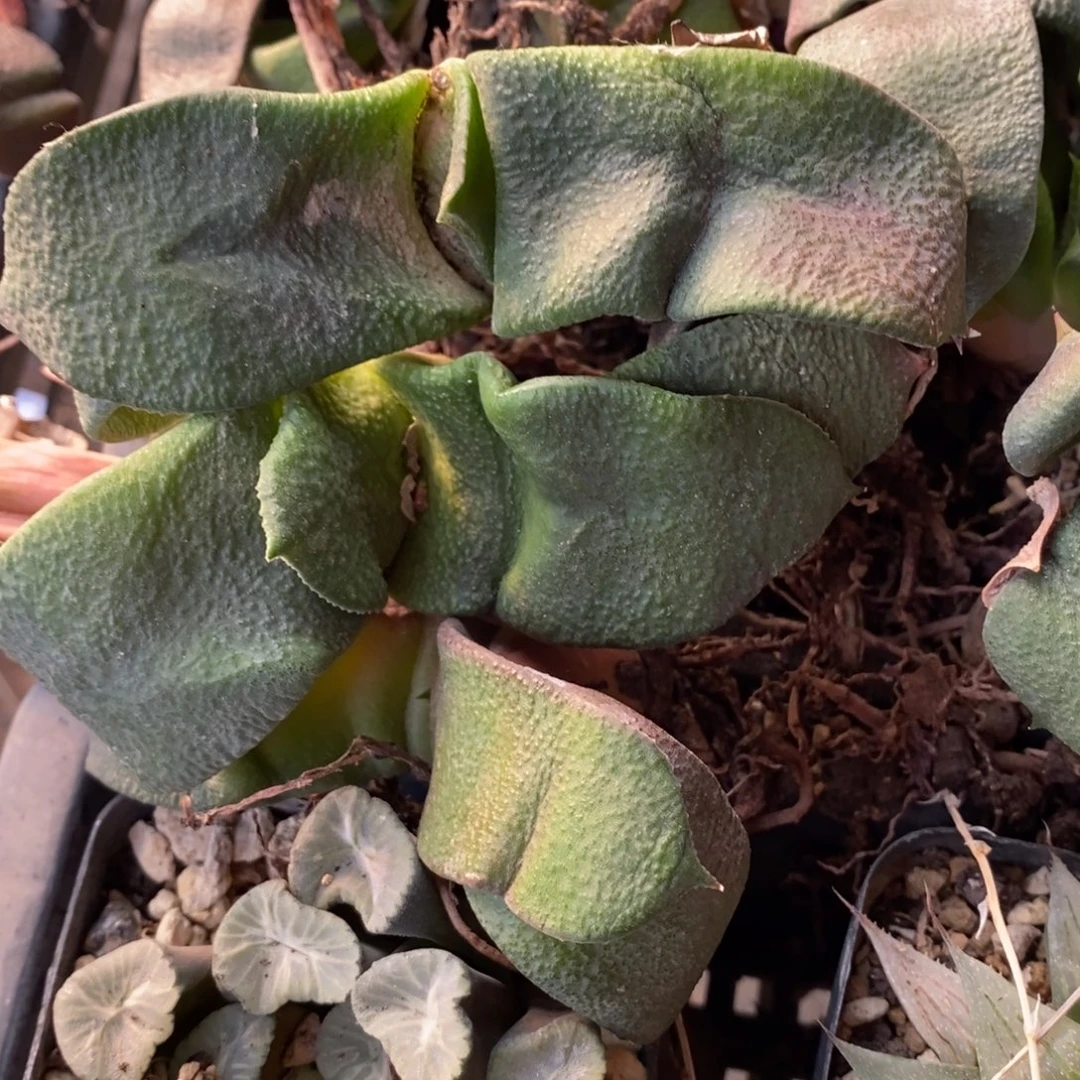 104 一颗大军配卧牛 铭品 新年福利