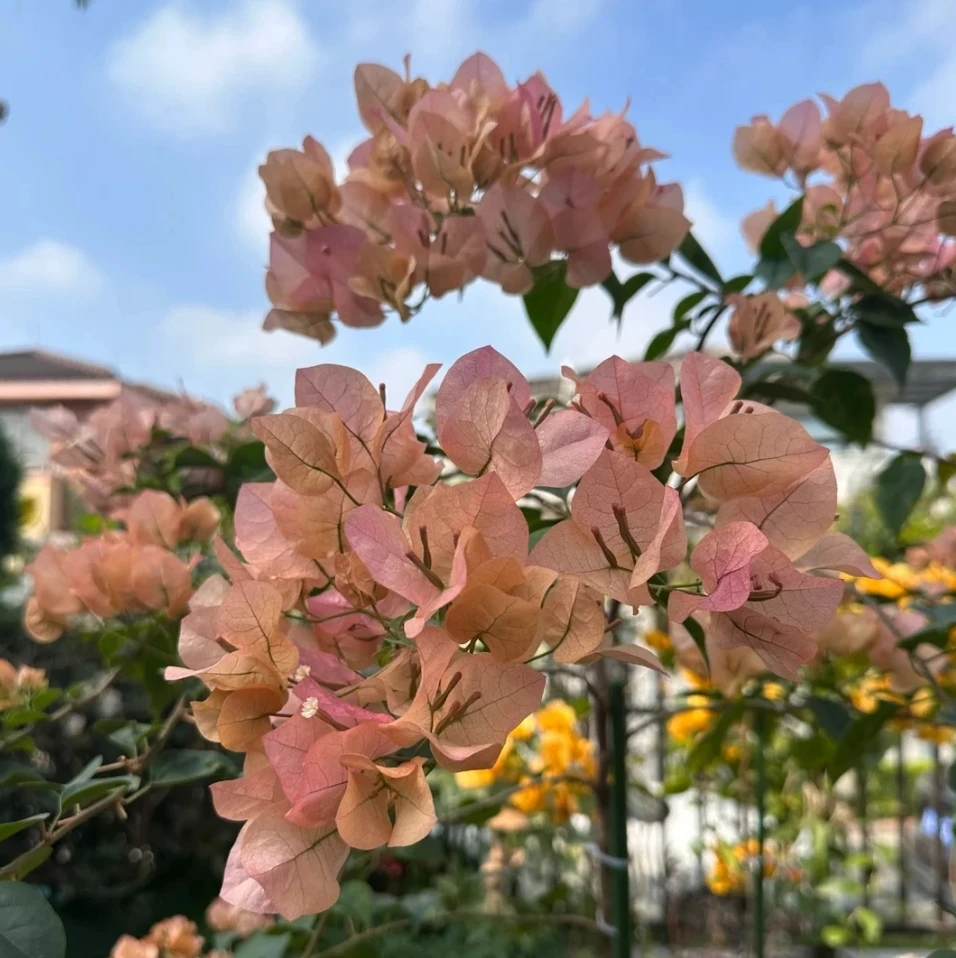 [奶昔] 温柔之美 三角梅四季勤花可飘枝精品