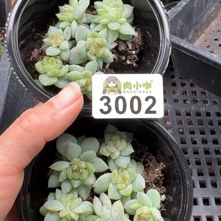 粒***粒多肉植物多肉植物
