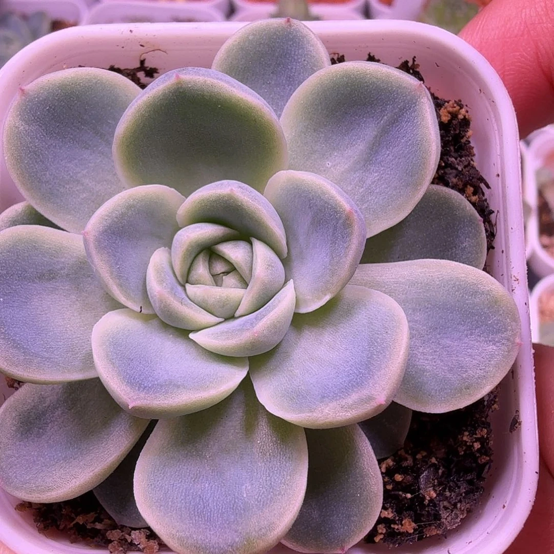 苍雪叶插苗一物一拍