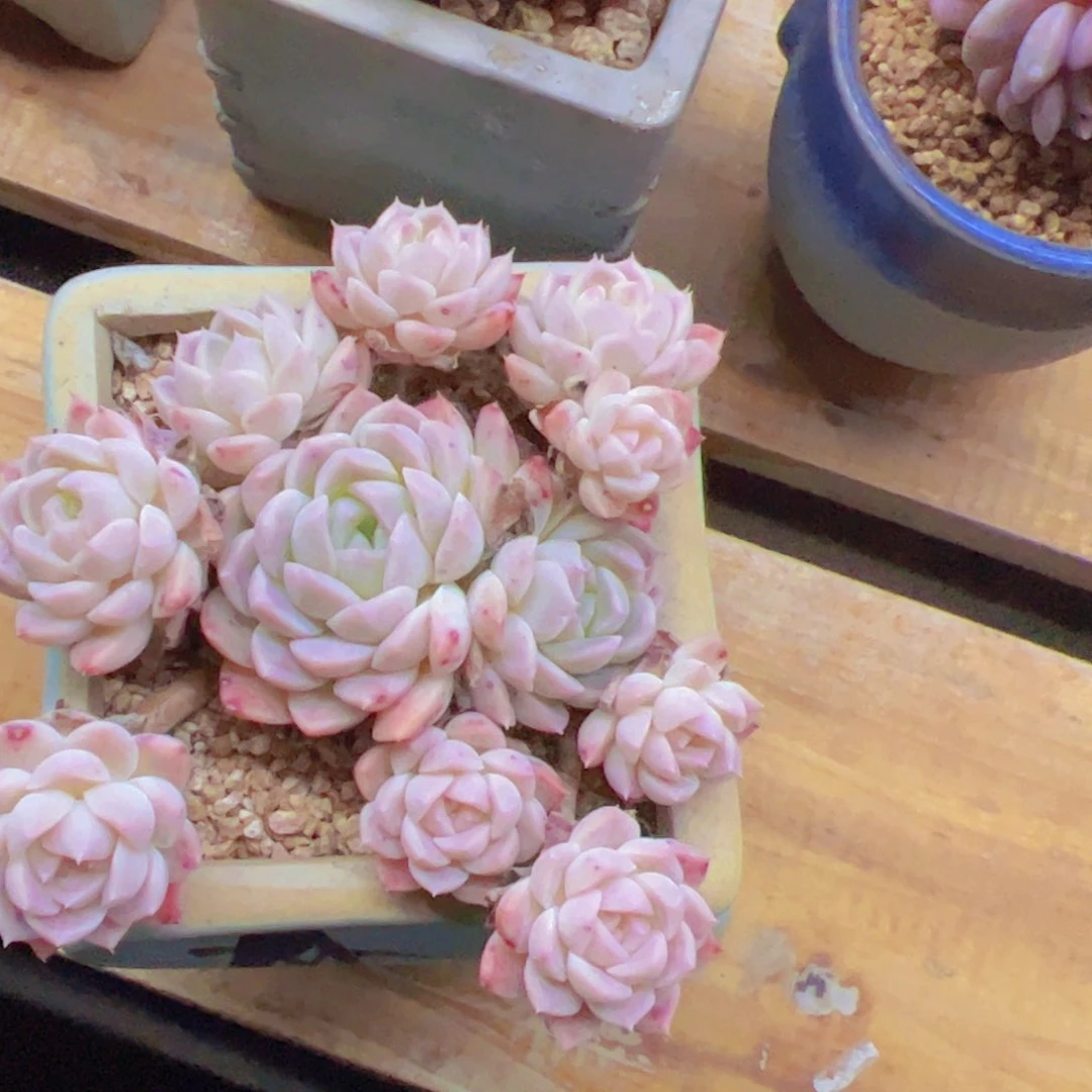 玉*新品，多肉植物