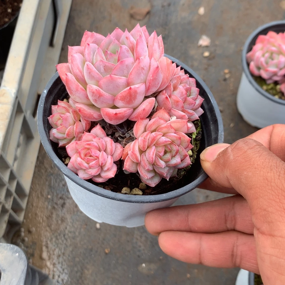 我是想看着他们来看