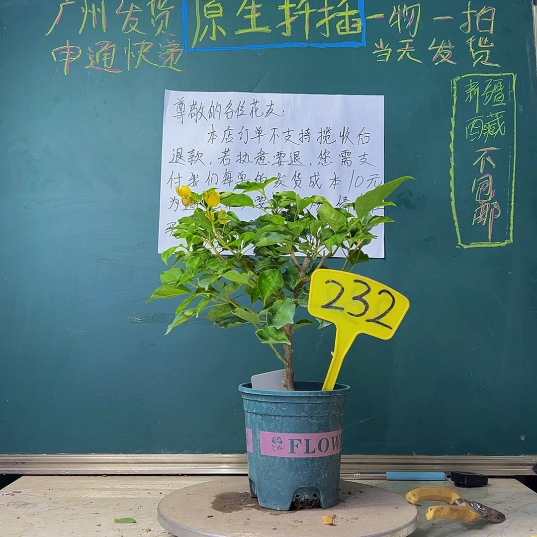 当前无花栽培后可以开花福利 蒙娜丽莎黄 232