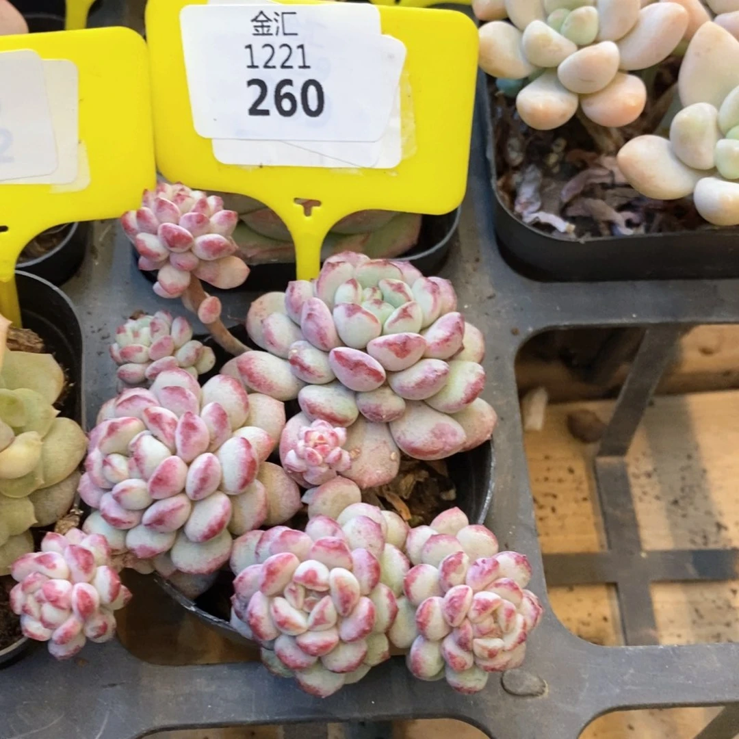 福利多多。1221260