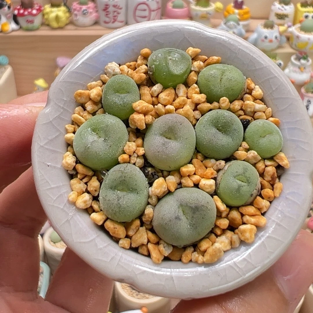 多肉植物33号空卡佛
