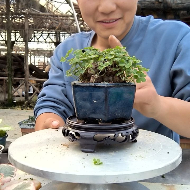 安**得小盆景小植物一物一拍141