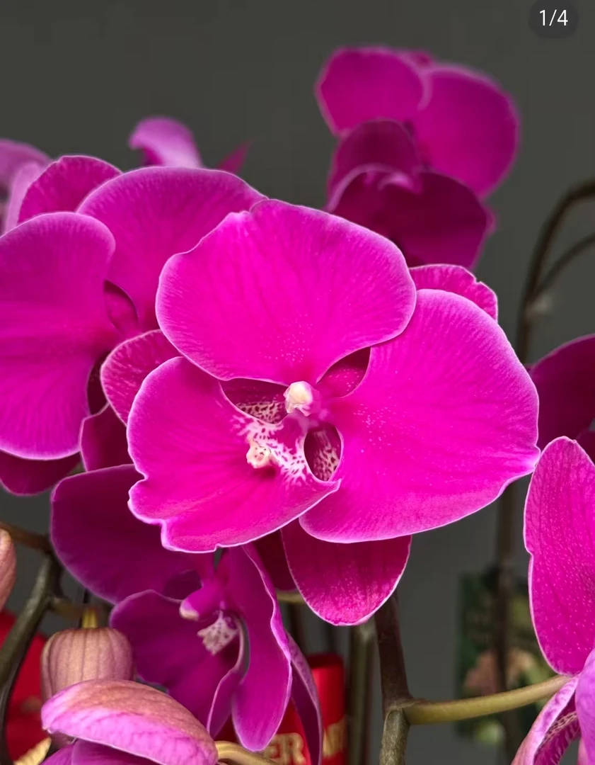 一个剑【火鹤3.0杯带花剑】没有开花