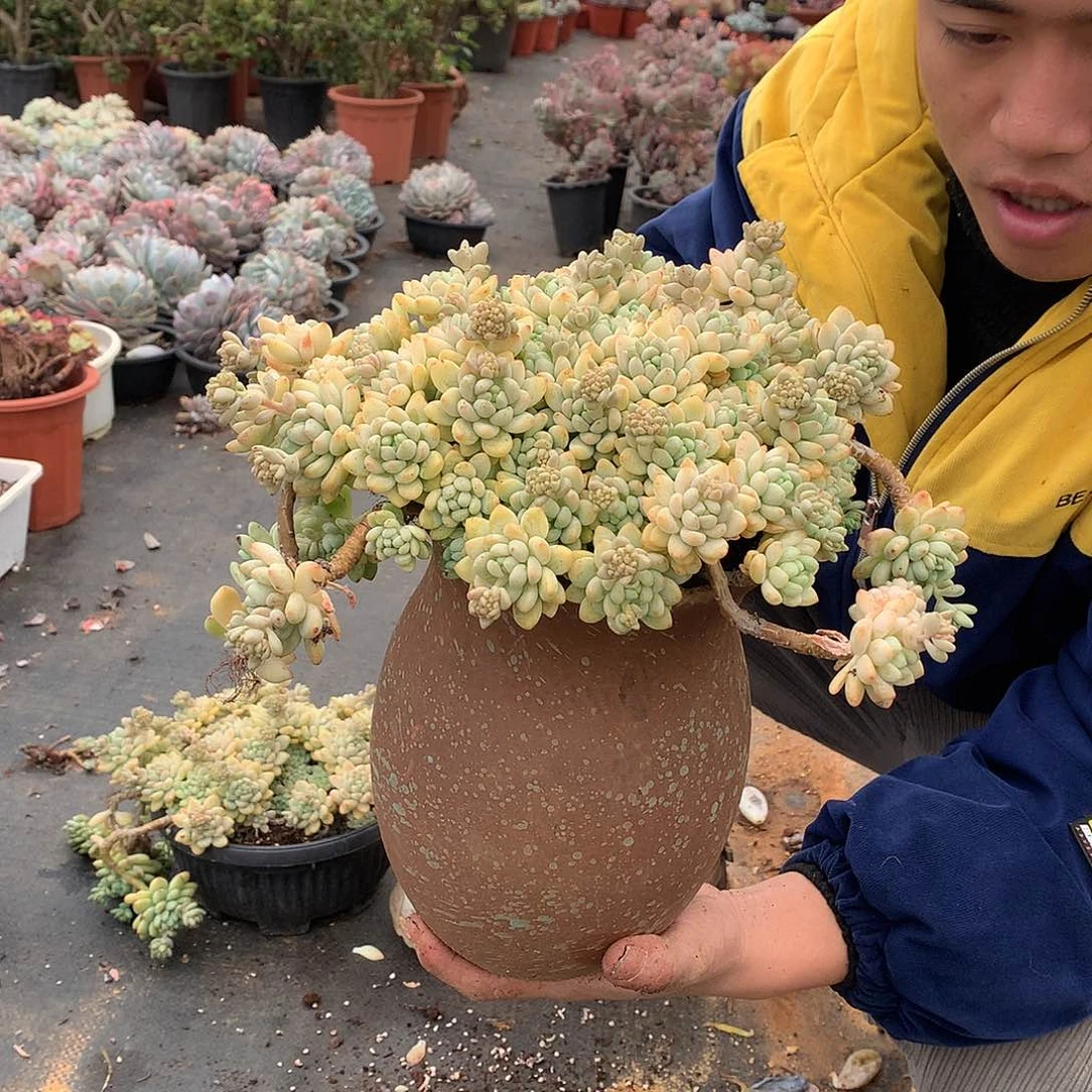 胖哥多肉推荐凝脂莲19.8