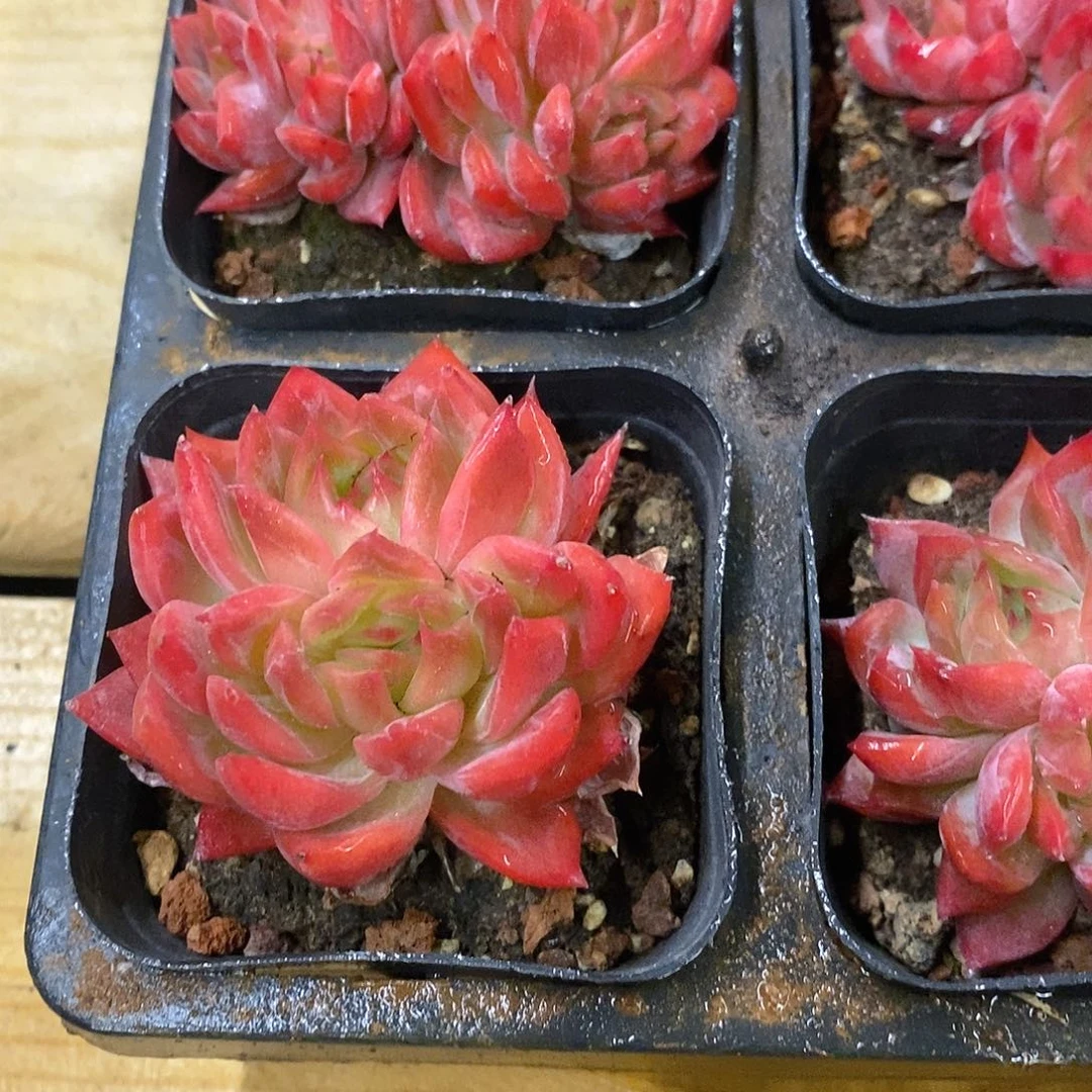 团。花歌。福利多多
