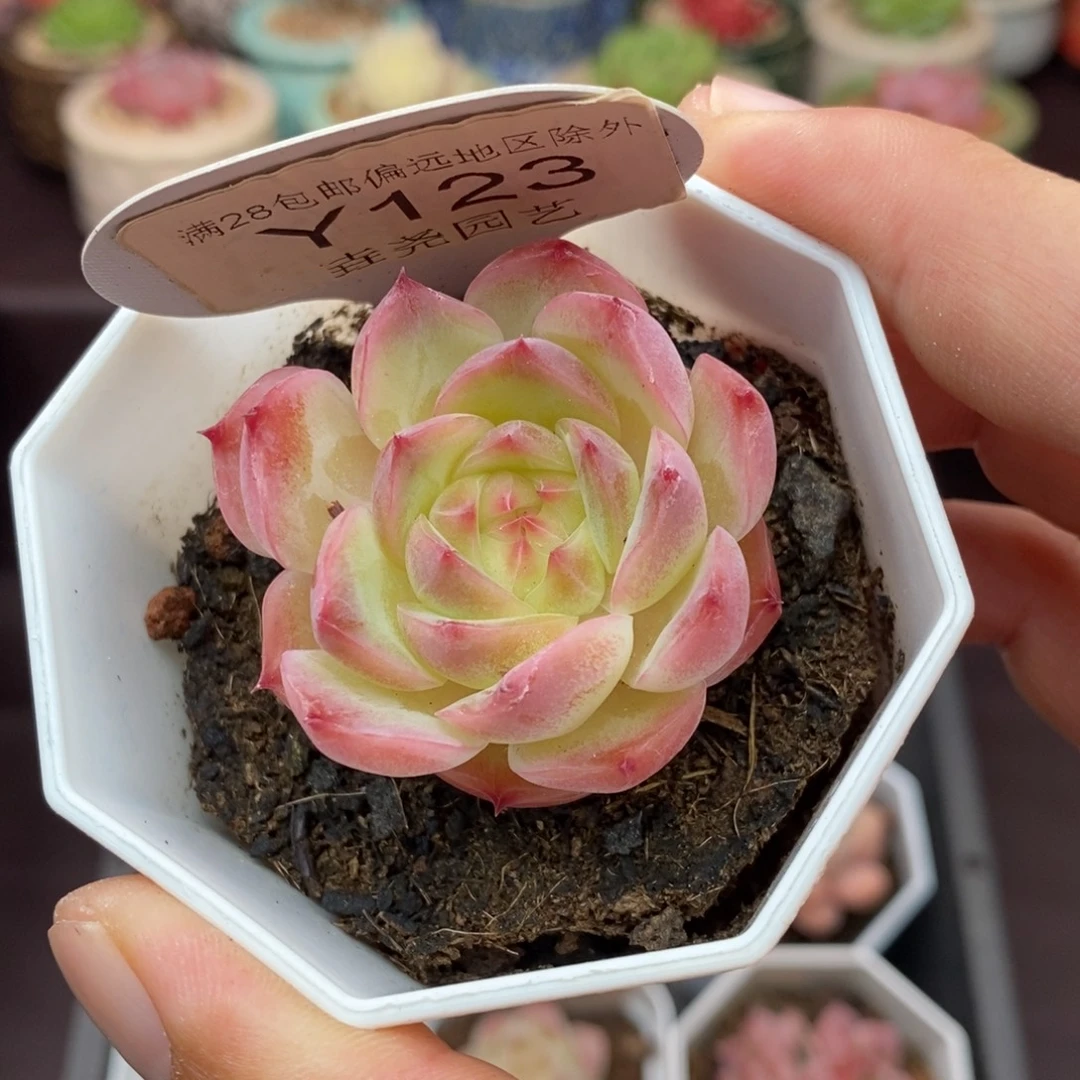 0123 杂交 4cm 单头