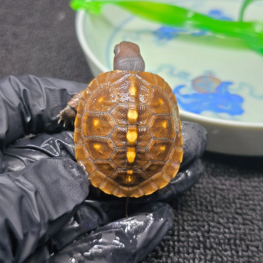 B-4【顺丰包邮】一龟一卡人工合法养殖全品东箱苗宠物观赏乌龟