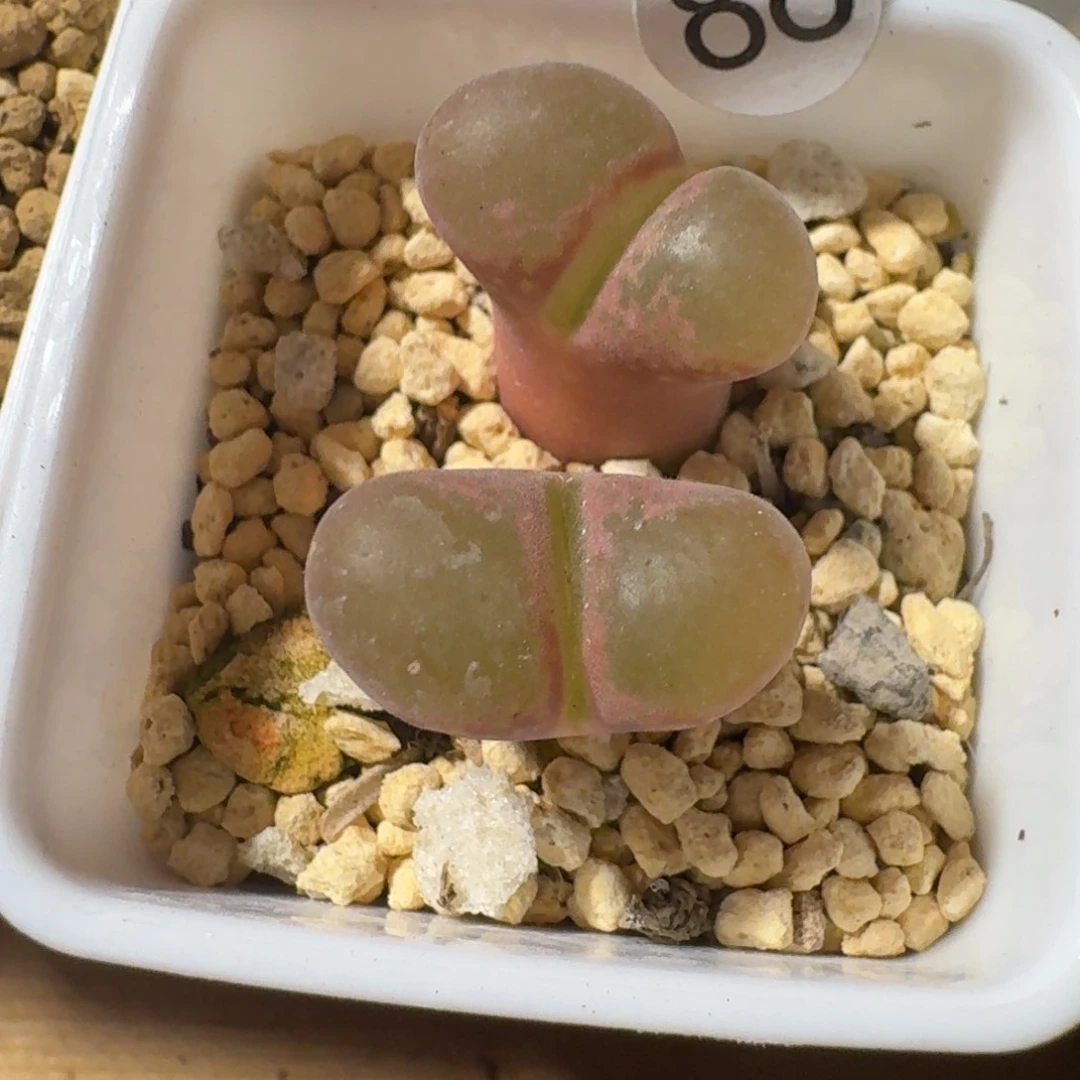 ࿐****88.....多肉.....