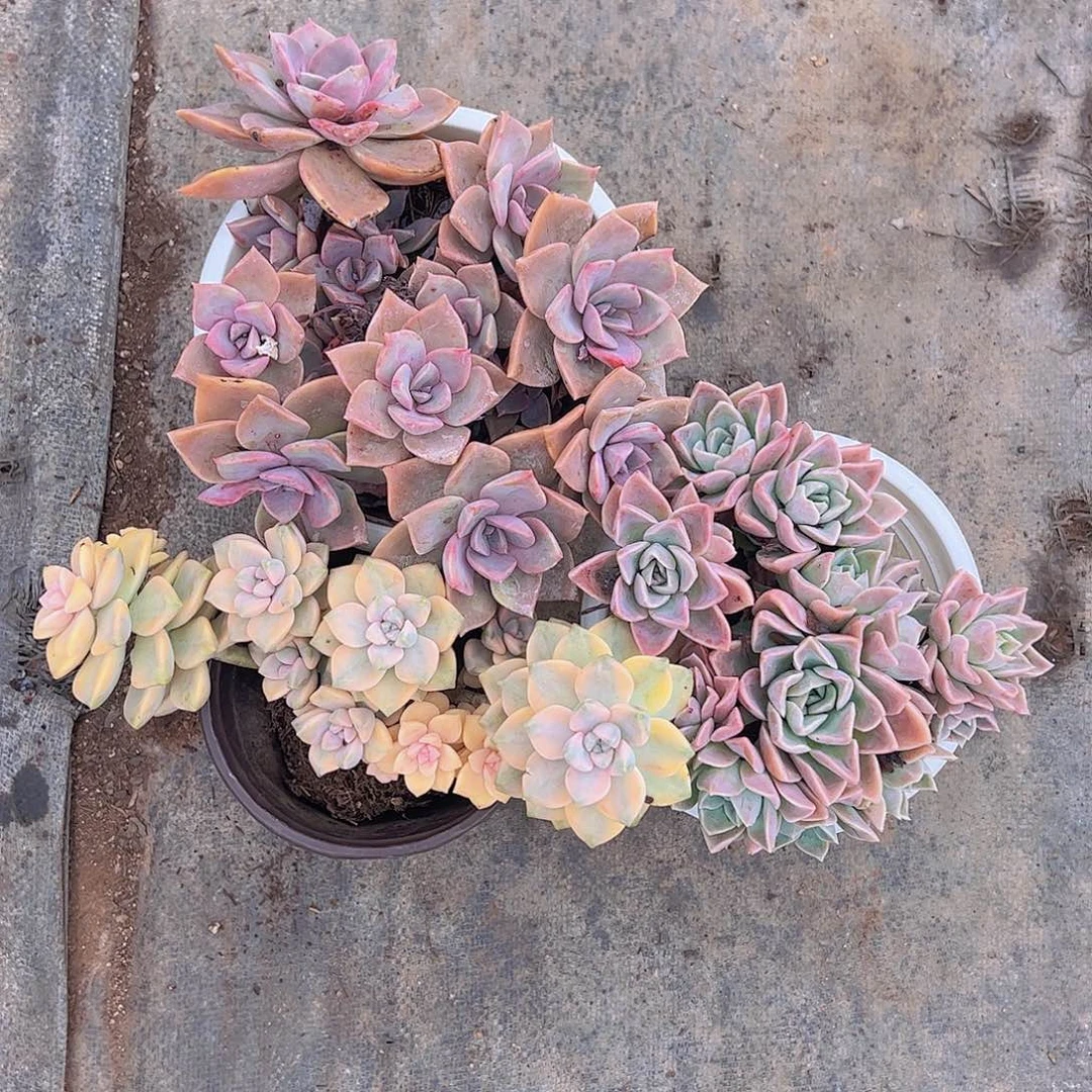 美杏锦，哈利沃森，中国初恋各一