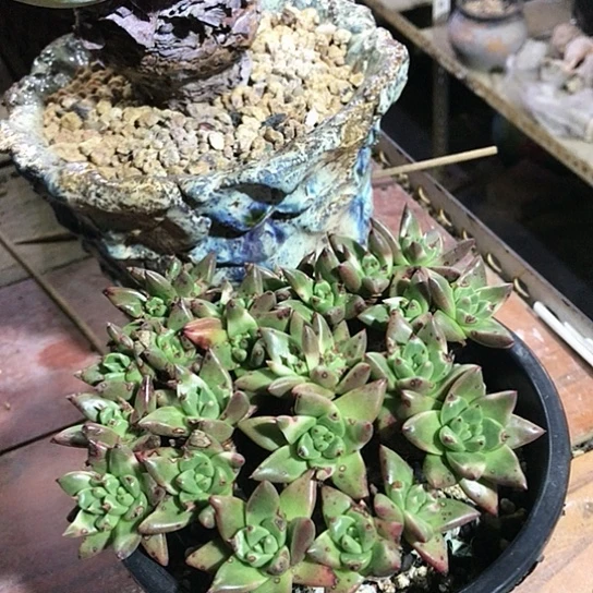 韩货绿菊仙女棒杯