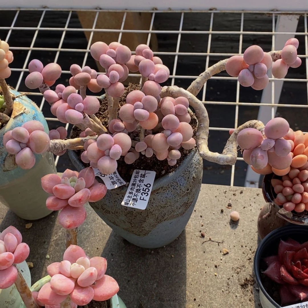 腰子桃蛋356/13c m