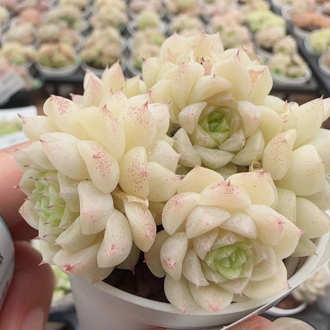 花语逸镜0429-77散