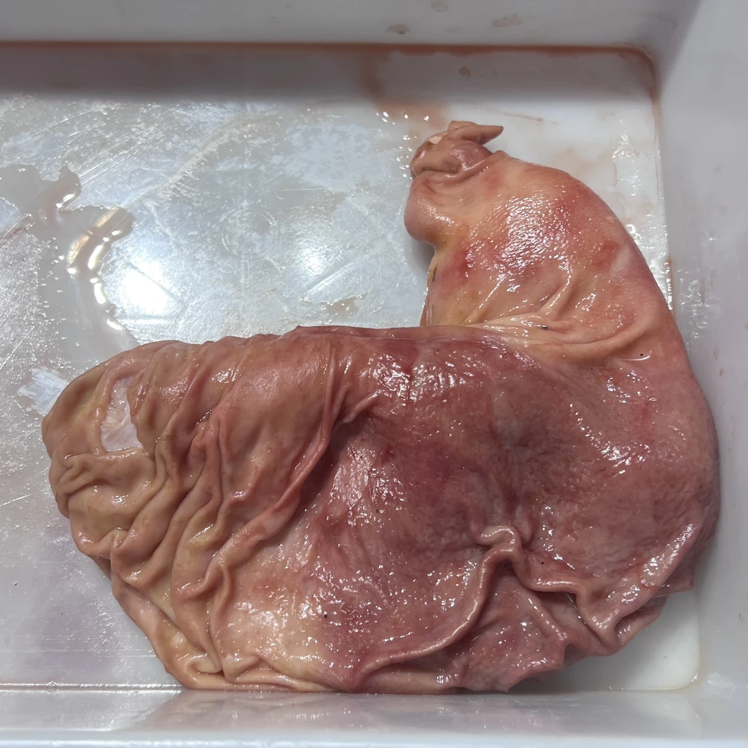 邱驰藏香猪 猪肚