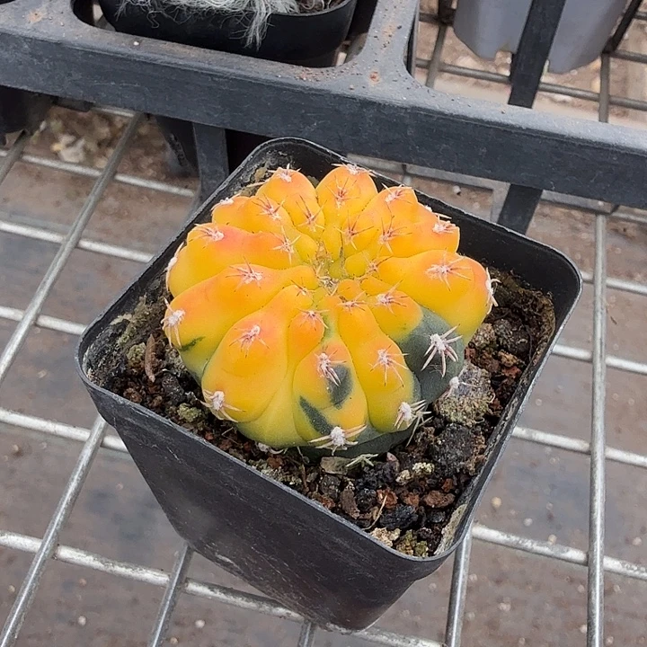 实生瑞昌玉锦4仙人球