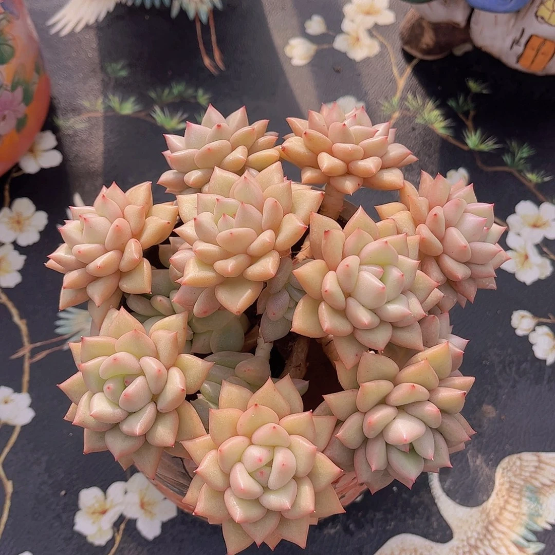 极品黄金象牙多肉