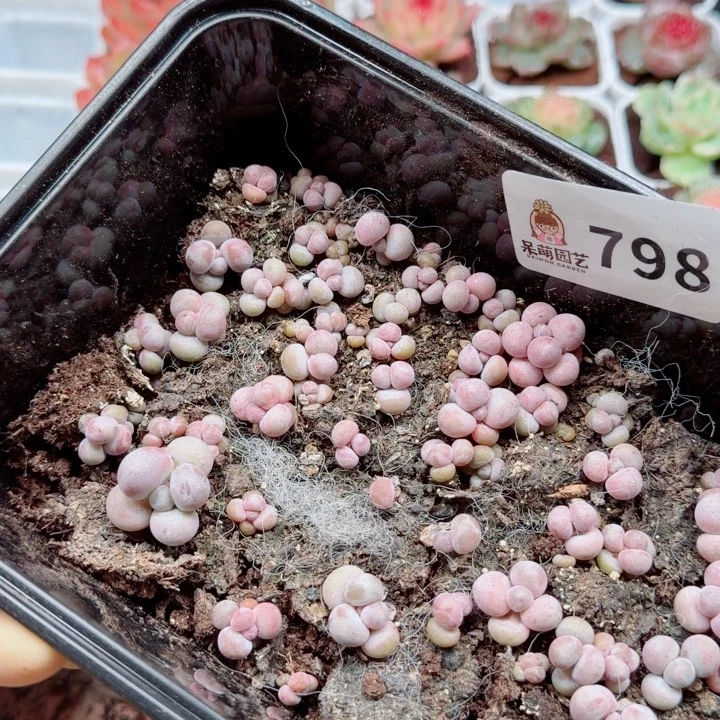 多肉植物多肉植物