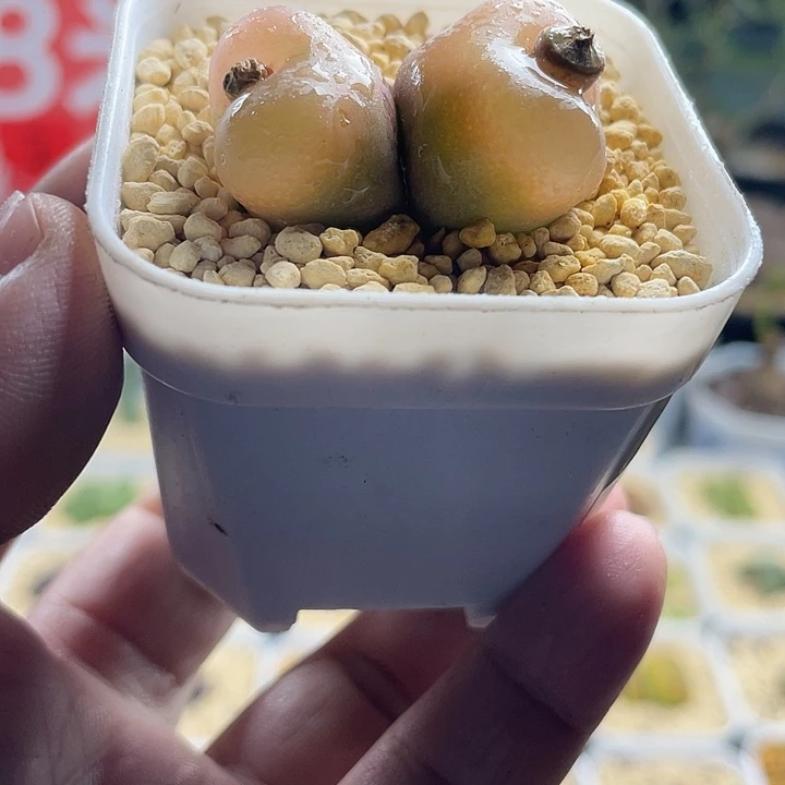 佳人园艺多肉生石花水蜜桃501