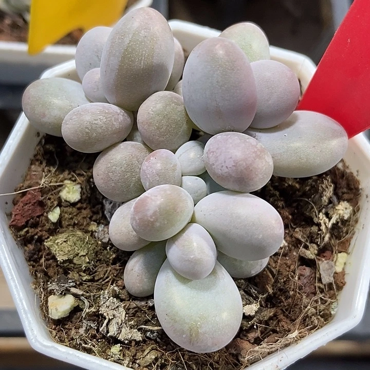 多肉植物蛋黄奶3138