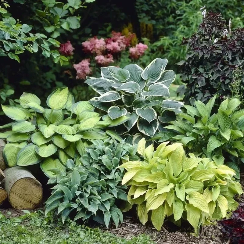 玉簪盆栽庭院花园宿根植物耐寒耐荫嫁接易养地被多年生花卉迷迭香